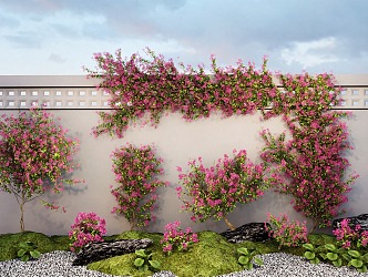 Bougainvillea vine climbing rose green plant wall 3d model