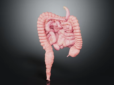 Human Intestinal Digestive System 3D Anatomical Model With Small And Large Intestines 3d model