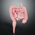 Human Intestinal Digestive System 3D Anatomical Model With Small And Large Intestines 3d model