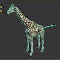 Giraffe With Brown And White Spots Standing On Black Surface In Studio 3d model