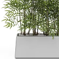 Bonsai Potted Bamboo Plant With Green Leaves In White Square Pot