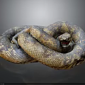 Brownish Yellow Spotted Snake Coiled With Open Mouth Red Interior On Dark Background