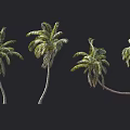 Tall Green Palm Trees With Curved Trunks And Lush Fronds Isolated On Dark Background