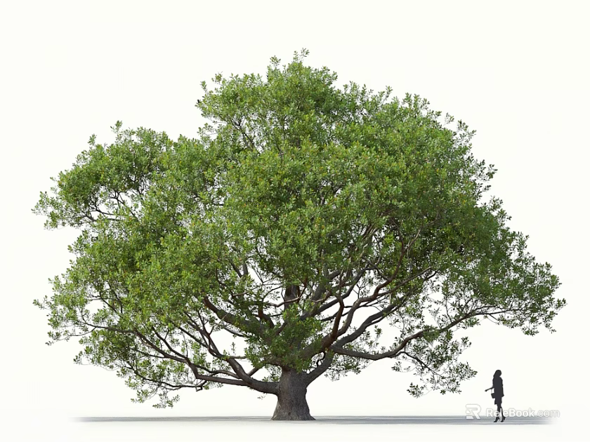 Tall Arbor With Lush Foliage Thick Trunk And Person Walking Beneath White Background 3d model 