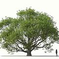 sessile flower oak rock oak tree landscape tree forest big tree small tree spring tree summer tree autumn tree banyan tree banyan tree 3d model