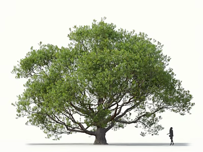 Tall Arbor With Lush Foliage Thick Trunk And Person Walking Beneath White Background 3d model