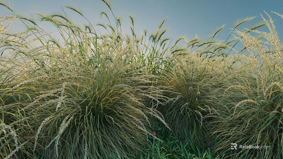 Dense Herbaceous Shrub Clusters with Slender Foliage in Natural Outdoor Landscape Under Blue Sky 3d model 