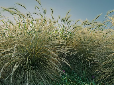 Dense Herbaceous Shrub Clusters with Slender Foliage in Natural Outdoor Landscape Under Blue Sky 3d model