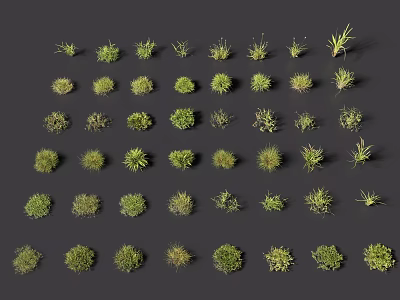 Various Types of Grasses and Small Plants Collection Display on Dark Background 3d model