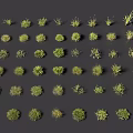 Various Types of Grasses and Small Plants Collection Display on Dark Background