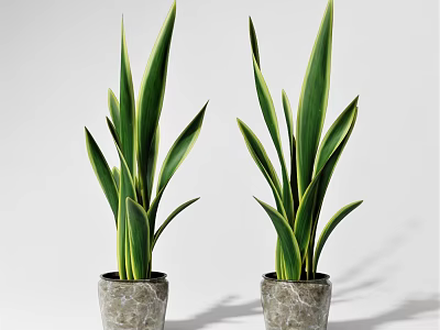 Potted Plants with Slender Yellow Green Striped Leaves in Gray Textured Pots on White Background 3d model