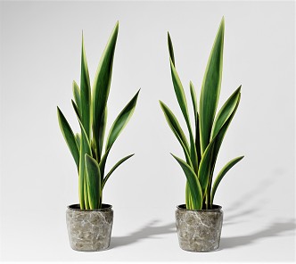 Modern potted plant flowerpot plant green plant aloe vera 3d model