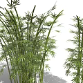 Various Bamboo Plants Featuring Different Heights Potted and Clumping Varieties with Green Leaves