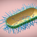 cells bacteria eukaryotes unicellular microorganisms 3d model