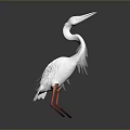 White Heron With Long Neck And Red Legs Standing On Dark Background