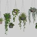 Various Hanging Indoor Plants With Lush Green Foliage And Decorative Planters