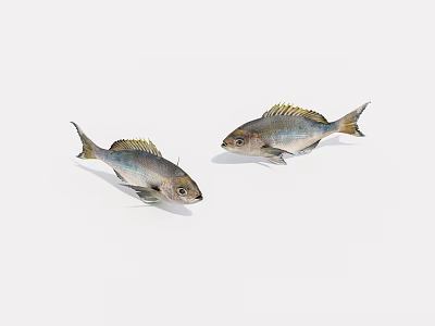 Two Aquatic Fish With Silver Bodies Golden Fins And Shiny Scales Displayed 3d model