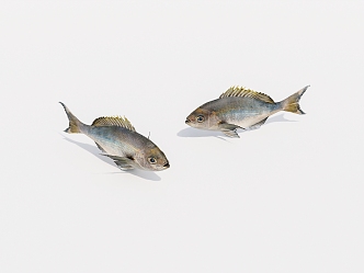 aquatic animal fish 3d model