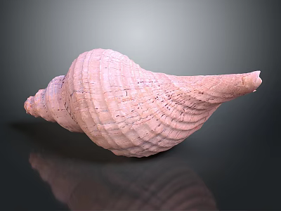 Detailed Pink Textured Conch Shell on Dark Background with Reflection 3d model
