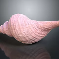 Detailed Pink Textured Conch Shell on Dark Background with Reflection