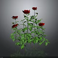 Blooming Red Roses With Green Stems And Leaves On Gray Background