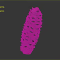 3D Rendered Brown Pine Cone With Detailed Spiky Texture And Hollow Openings