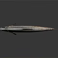 Whole Spotted Fresh Fish On Dark Surface With Natural Details And Light Reflection