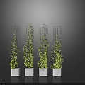 Vines Climbing On Metal Trellises In White Planters Against Dark Background