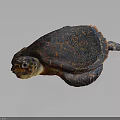 Vibrant Turtle With Blue Orange Patterned Shell And Yellow Spotted Head On Gray Background 3d model