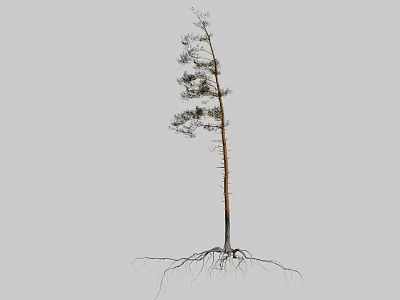 Tall Single Tree With Straight Trunk Green Leaves Branches And Exposed Roots 3d model