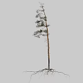 Tall Single Tree With Straight Trunk Green Leaves Branches And Exposed Roots