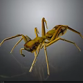 Yellow and Brown Spider With Eight Long Legs On Dark Background