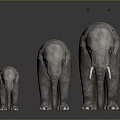 Three Gray Elephants Standing Together In Size Order Small Medium Large