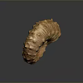 Chi chrysanthemum stone ancient fossil stone chrysanthemum fossil items 3d model