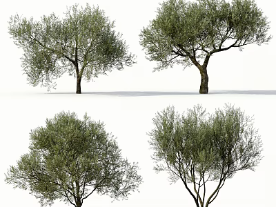 Olive Trees With Various Shapes Green Foliage And Trunk Details On White Background 3d model