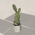Bonsai Potted Cactus Plant in Hexagonal Marble Pot on White Table with Green Foliage