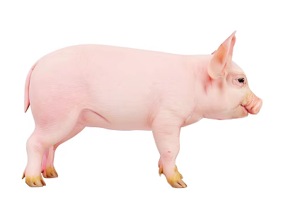 Cute Pink Piglet Standing Isolated On White Background With Small Hooves 3d model