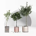 Stylish Bonsai Olive Trees in Decorative Pots for Modern Indoor