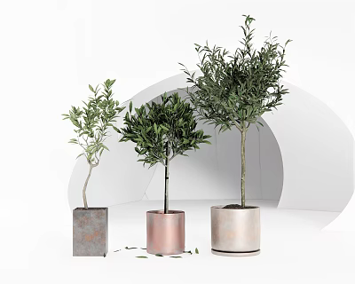 Stylish Bonsai Olive Trees in Decorative Pots for Modern Indoor 3d model