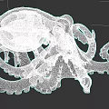 Detailed Transparent Octopus Marine Creature With Curled Tentacles And Smooth Texture