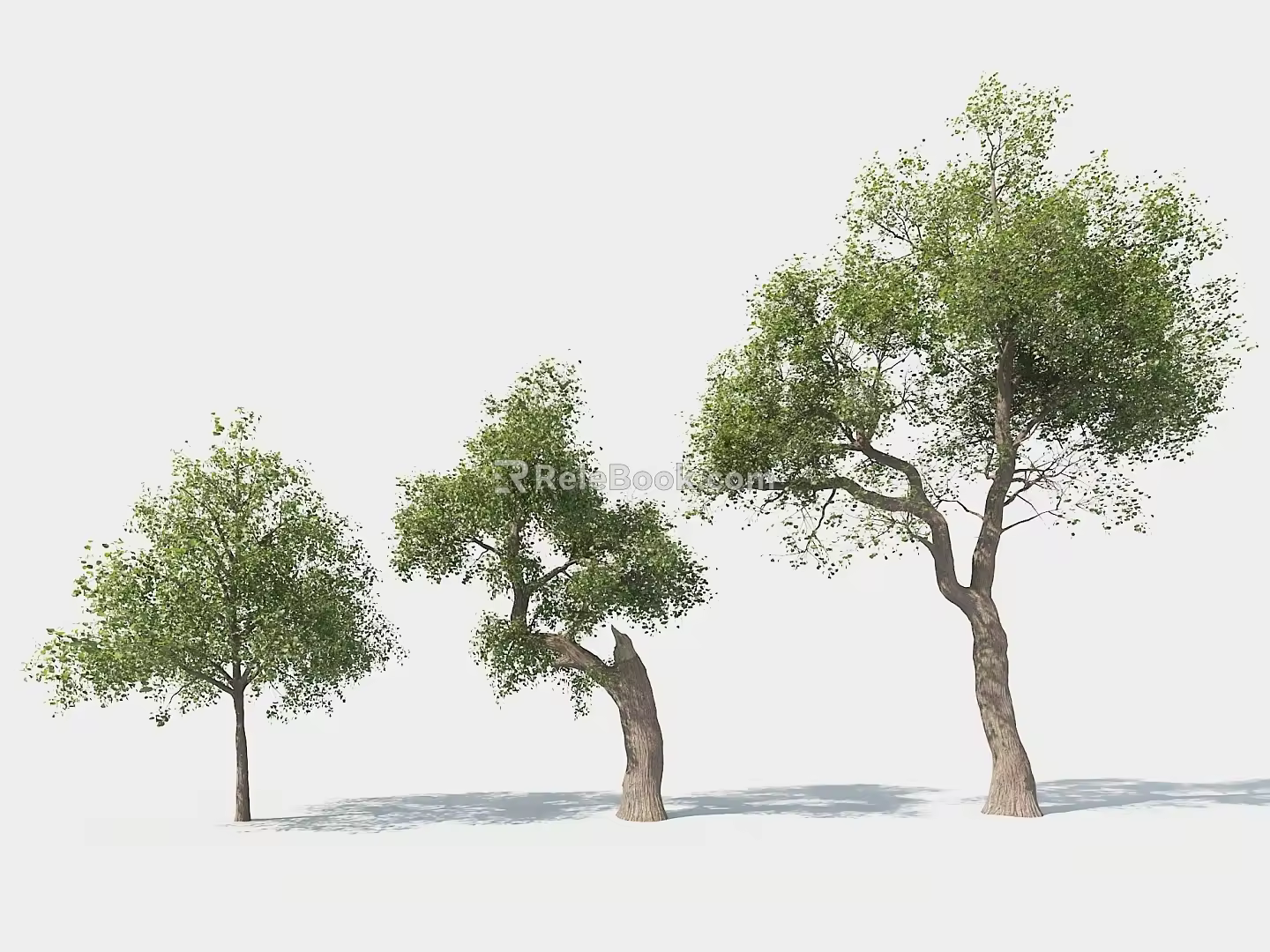 Landscape Tree Park Tree Model Tree 3d model