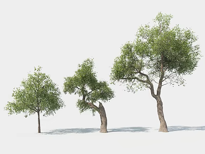 Landscape Tree Park Tree Model Tree 3d model