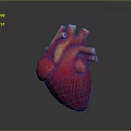 Realistic 3D Rendered Human Heart Organ with Detailed Blood Vessels on Dark Background