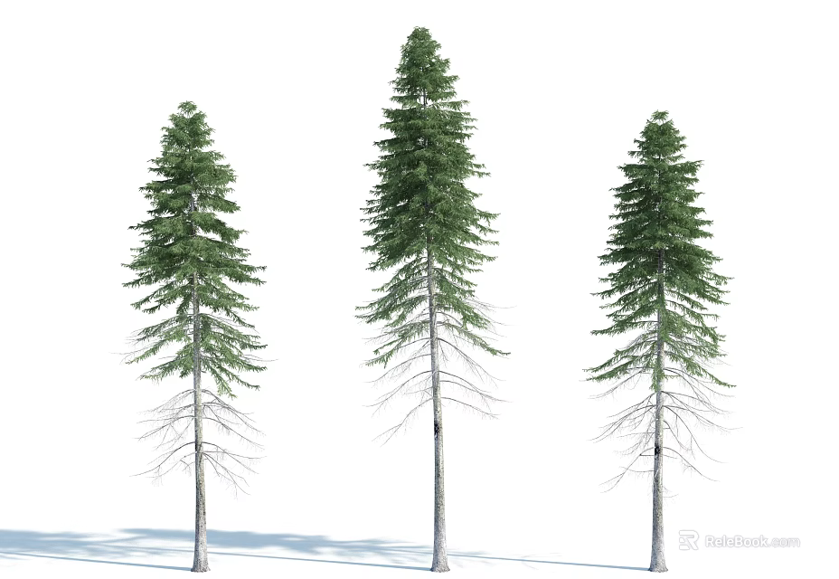 Tall Evergreen Coniferous Trees with Slender Trunks and Dense Needles 3d model 