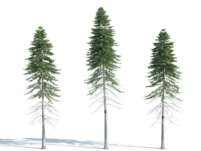 Tall Evergreen Coniferous Trees with Slender Trunks and Dense Needles 3d model