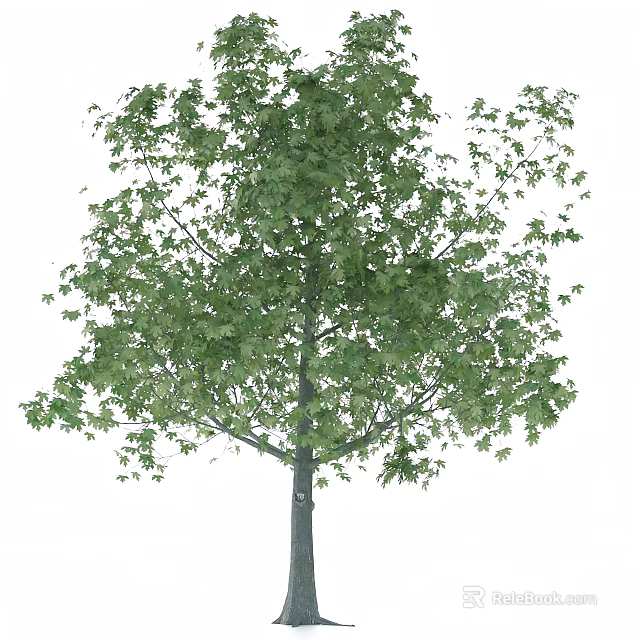 Tall Arbor With Lush Green Leaves And Straight Trunk In Natural Environment 3d model 