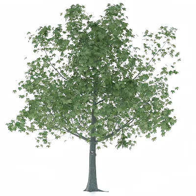 Tall Arbor With Lush Green Leaves And Straight Trunk In Natural Environment 3d model
