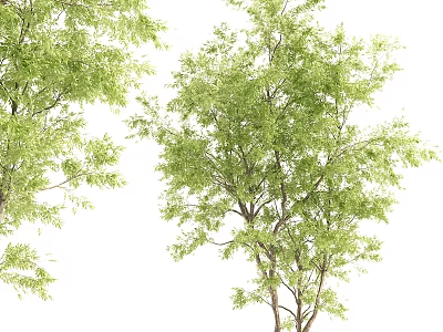 Lush Green Arbor With Tall Trunk And Fresh Foliage In Natural Setting 3d model