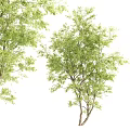 Lush Green Arbor With Tall Trunk And Fresh Foliage In Natural Setting