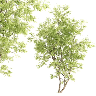 Lush Green Arbor With Tall Trunk And Fresh Foliage In Natural Setting 3d model